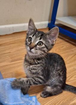 Domestic Short Hair Cats Available for Adoption in Greenville, Delaware - Literary Kittens:  Sisters At Brookhaven PS | PetCurious