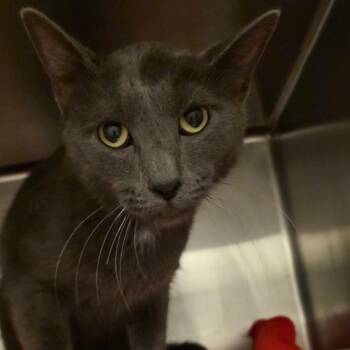 Kelso -  Domestic Short Hair Cat for Adoption in Council Bluffs, Iowa - Kelso | PetCurious