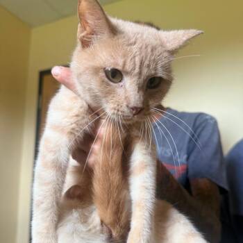 Bucky -  Domestic Short Hair Cat for Adoption in Corinth, Mississippi - Bucky | PetCurious