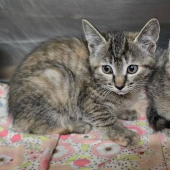 Carrie -  Domestic Short Hair Cat for Adoption in Spokane, Washington - Carrie | PetCurious