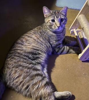 Jill Monroe -  Domestic Short Hair and Torbie Cat for Adoption in Chandler, Arizona - Jill Monroe | PetCurious