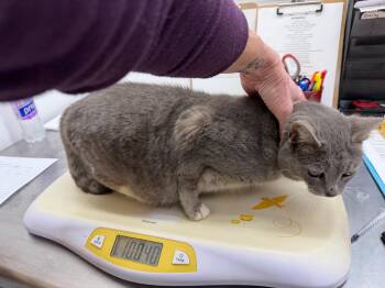 Domestic Short Hair Cats Available for Adoption in Glenfield, New York - Waddles | PetCurious