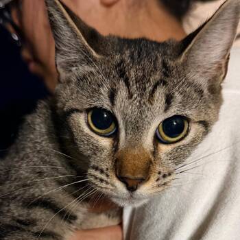 Stella -  Domestic Short Hair Cat for Adoption in Las Vegas, Nevada - Stella | PetCurious