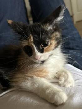 Cheri -  Domestic Medium Hair and Domestic Short Hair Cat for Adoption in Fort Worth, Texas - Cheri | PetCurious