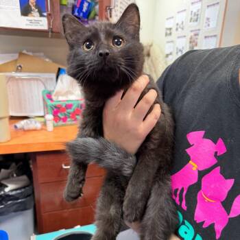Doc -  Domestic Medium Hair Cat for Adoption in Gainesville, Florida - Doc | PetCurious