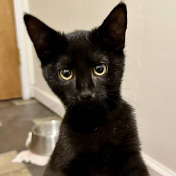 Pippin -  Domestic Short Hair Cat for Adoption in Sonora, California - Pippin | PetCurious