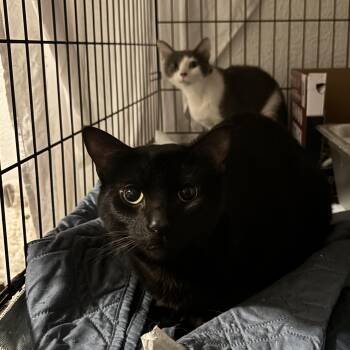 Domestic Short Hair Cats Available for Adoption in Ben Avon, Pennsylvania - Lady And Tramp | PetCurious