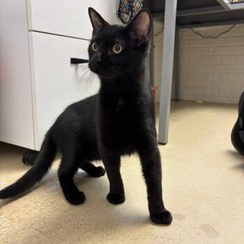 Rescue Domestic Short Hair Cats for Adoption in Ruckersville, Virginia - Jeff | PetCurious