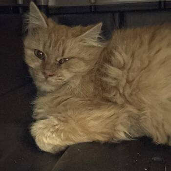 Domestic Medium Hair Cats Available for Adoption in Salt Lake City, Utah - Toronto | PetCurious