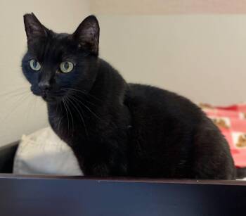 Domestic Short Hair Cats Available for Adoption - Obsidian | PetCurious
