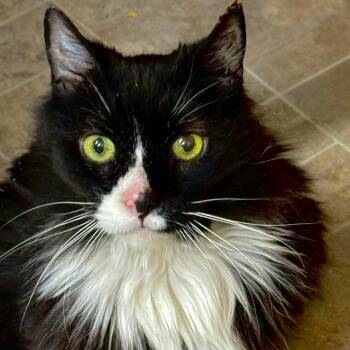 Rescue Domestic Long Hair Cats for Adoption in Dubois, Pennsylvania - Chance | PetCurious