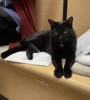 Sabrina -  Domestic Short Hair Cat for Adoption in Albuquerque, New Mexico - Sabrina | PetCurious