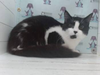 BOBA -  Domestic Short Hair Cat for Adoption in Orlando, Florida - BOBA | PetCurious