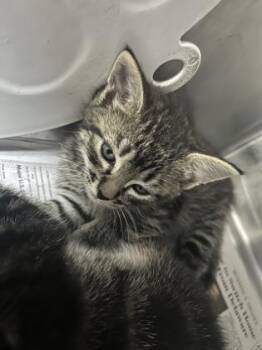 Domestic Short Hair Cats Available for Adoption in Largo, Florida - Tuna | PetCurious