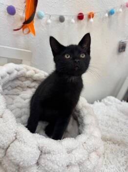 Bombay and Domestic Short Hair Cats Available for Adoption in Friendswood, Texas - Benson Bob Tail | PetCurious