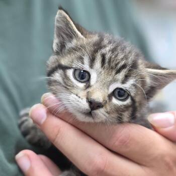 Henry -  Domestic Short Hair Cat for Adoption in Buellton, California - Henry | PetCurious