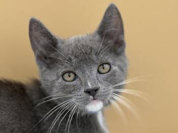 Aspen -  Domestic Short Hair Cat for Adoption in Portland, Oregon - Aspen | PetCurious