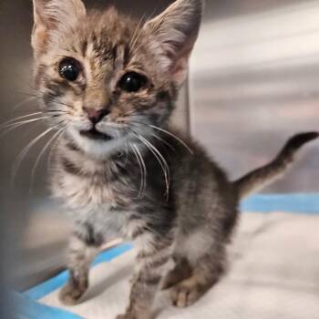 Silverada -  Domestic Short Hair Cat for Adoption in Greensboro, North Carolina - Silverada | PetCurious