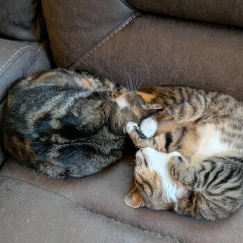 Domestic Medium Hair Cats Available for Adoption - Mama Holly | PetCurious