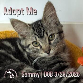 Sammy -  Tabby and Domestic Medium Hair Cat for Adoption in Hermosa Beach, California - Sammy | PetCurious