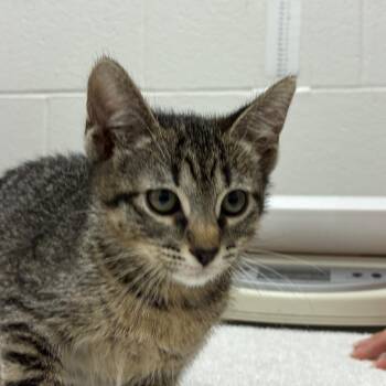 Arana -  Domestic Short Hair Cat for Adoption in Corpus Christi, Texas - Arana | PetCurious