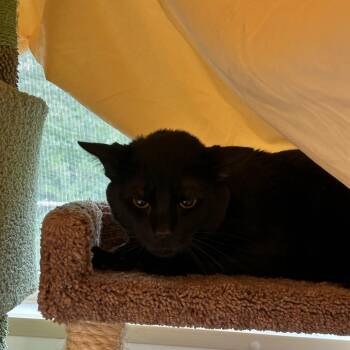 Domestic Short Hair Cats Available for Adoption in Bedford, New Hampshire - Peanut | PetCurious