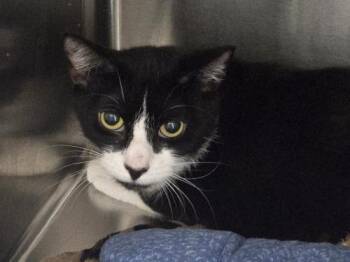 Toby -  Domestic Short Hair Cat for Adoption in Webster, Massachusetts - Toby | PetCurious