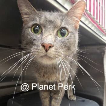 Timber -  Domestic Short Hair Cat for Adoption in Oshkosh, Wisconsin - Timber | PetCurious