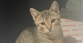 Domestic Short Hair Cats Available for Adoption - JiJi | PetCurious