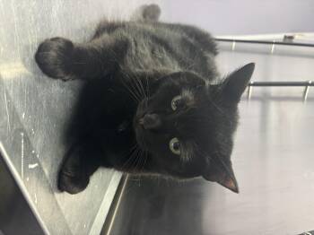 Domestic Short Hair Cats Available for Adoption in Baltimore, Maryland - Ommin | PetCurious