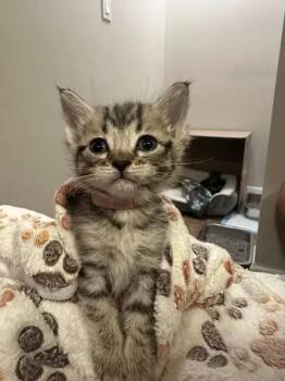 Bashful -  Domestic Short Hair Cat for Adoption in Wyoming, Michigan - Bashful | PetCurious