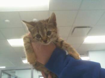 Domestic Short Hair Cats Available for Adoption in Charlotte, North Carolina - A1264137 | PetCurious