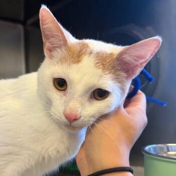 Maru -  Domestic Short Hair Cat for Adoption in Chicago, Illinois - Maru | PetCurious