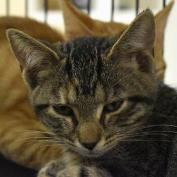 Emma Watson (Fable) -  Domestic Short Hair Cat for Adoption in Waynesboro, Pennsylvania - Emma Watson (Fable) | PetCurious