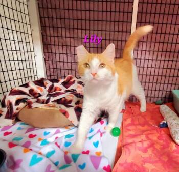 Rescue Domestic Medium Hair Cats for Adoption in Diamond Springs, California - Lily (Mom) | PetCurious