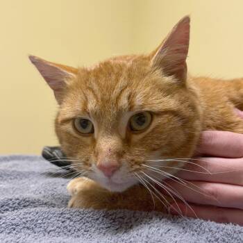 Queso Fresco -  Domestic Short Hair Cat for Adoption - Queso Fresco | PetCurious