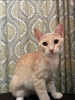 Apricot -  Tabby Cat for Adoption in San Antonio, Texas - Apricot | PetCurious