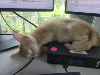 Francis Bean -  Domestic Short Hair Cat for Adoption in San Antonio, Texas - Francis Bean | PetCurious