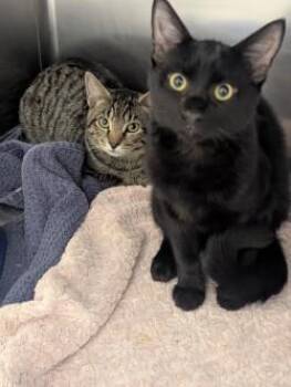 Rescue Domestic Short Hair Cats for Adoption in Rocky Mount, North Carolina - Dusk & Don 107356A-B | PetCurious