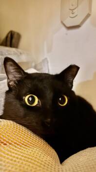 Domestic Short Hair Cats Available for Adoption in Houston, Texas - Tom | PetCurious