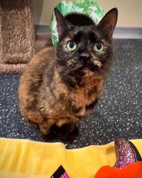 Ladybug -  Domestic Short Hair Cat Available for Adoption in Waltham, Massachusetts - Ladybug | PetCurious