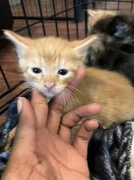 HATCHIN -  Domestic Short Hair Cat for Adoption in Dallas, Texas - HATCHIN | PetCurious