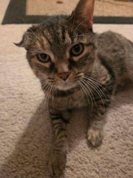 Kaia -  Domestic Short Hair Cat Available for Adoption in Papillion, Nebraska - Kaia | PetCurious