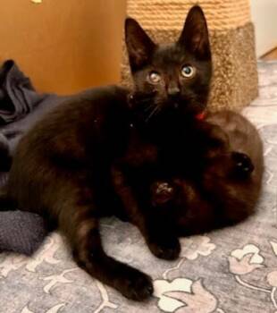 Rescue Domestic Short Hair Cats for Adoption in Beaverton, Oregon - Auzzie | PetCurious
