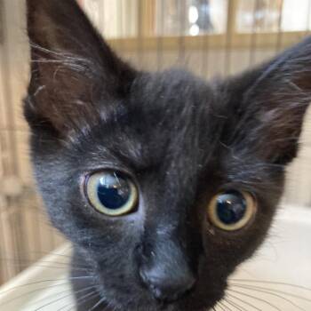 Domestic Long Hair Cats Available for Adoption in Marion, Illinois - Millie | PetCurious