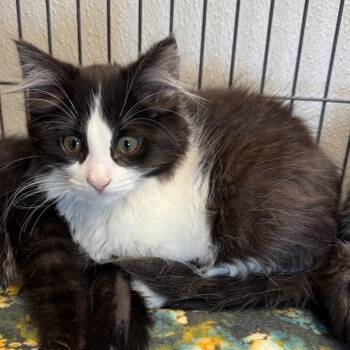 Domestic Long Hair Cats Available for Adoption in Saginaw, Michigan - Sylvester | PetCurious
