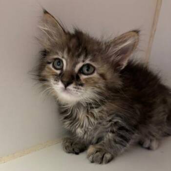 Domestic Medium Hair Cats Available for Adoption in Saint Joseph, Missouri - Macie | PetCurious