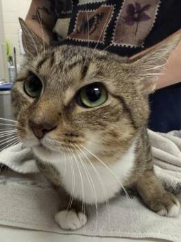 Coco -  Domestic Short Hair Cat for Adoption in Fishers, Indiana - Coco | PetCurious