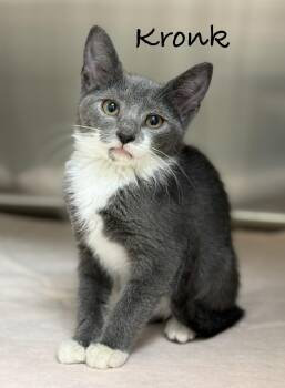 Kronk -  Domestic Short Hair Cat for Adoption in Pawleys Island, South Carolina - Kronk | PetCurious