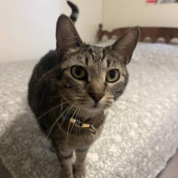 Tiger -  Domestic Short Hair Cat for Adoption in Brownsboro, Alabama - Tiger | PetCurious